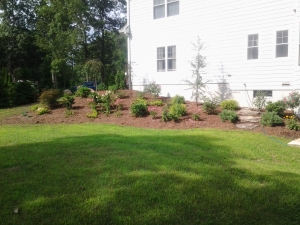 New Home Backyard Plantings 