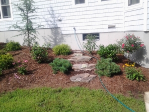 New Home Backyard Plantings 