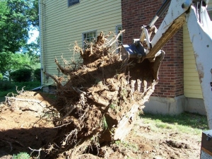 Stump Removal