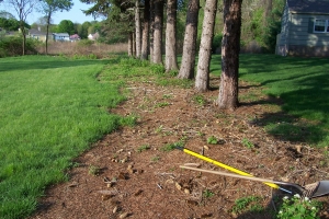 Backyard Clean Up