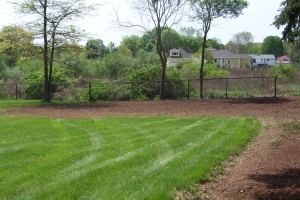 Backyard Clean Up