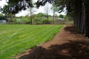 Backyard Clean Up