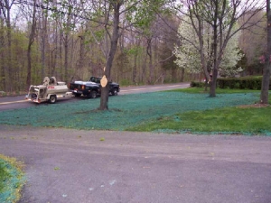 A Lawn on Shady Property