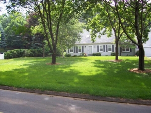 A Lawn on Shady Property