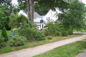 Replanting Overgrown Landscape