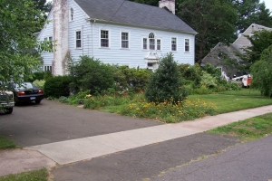 Replanting Overgrown Landscape