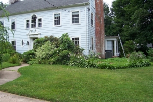 Replanting Overgrown Landscape