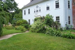 Replanting Overgrown Landscape