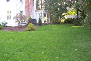 Replanting Overgrown Landscape