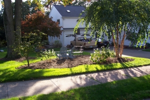 Replanting Overgrown Landscape