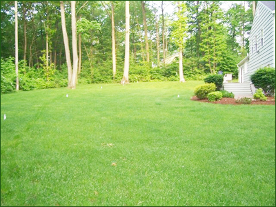 Country Landscaping - Lawn Installation